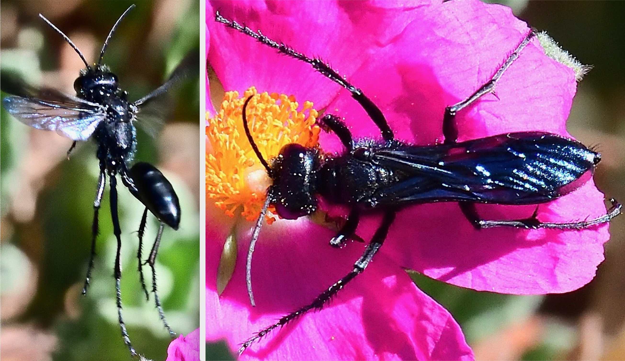 Great Black Digger Wasp (Sphex pensylvanicus)